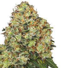 Marihuana-Blüten/Kegel, Sorte Sweet Tangerine Tango Automatic von White Label Seed Company