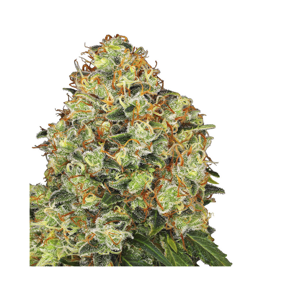 Marihuana-Blüten/Kegel, Sorte Sweet Tangerine Tango Automatic von White Label Seed Company