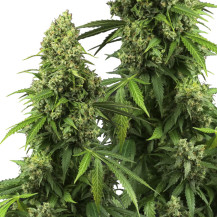 Sensi Seeds erforscht die Marihuana-Blüten/-Kegel/-Buds der Sorte Honey Melon Kush Automatic.