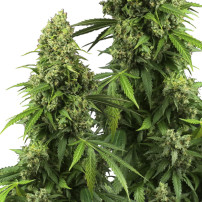 Sensi Seeds erforscht die Marihuana-Blüten/-Kegel/-Buds der Sorte Honey Melon Kush Automatic.