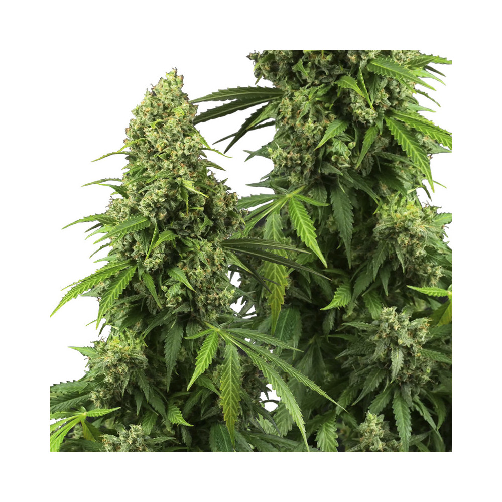 Sensi Seeds erforscht die Marihuana-Blüten/-Kegel/-Buds der Sorte Honey Melon Kush Automatic.