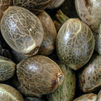 Sensi Seeds Research Honey Melon Kush Automatic Marihuana-Samen