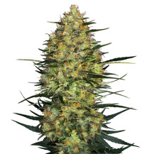 Caramellow Kush Automatic Marihuana-Blüte (3 Samen) - Sensi Seeds Research Marihuana-Samen