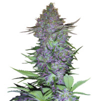 Purple Skunk Automatic (3 Samen) - Sensi Seeds Research Marihuana-Samen