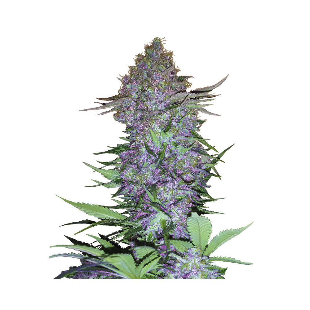 Purple Skunk Automatic (3 Samen) - Sensi Seeds Research Marihuana-Samen