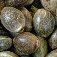 Details zu Purple Skunk Automatic Marihuana-Samen von Sensi Seeds Research