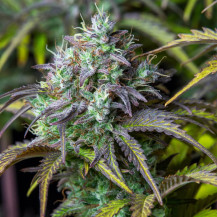 Original Auto Big Bud (3 Samen) Auto - Cannabis-Samen mit schneller Blüte