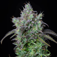Original Auto Big Bud (3 Samen) Auto - Cannabis-Samen mit schneller Blüte