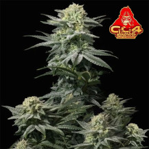 FB GG4 Sherbet FF (3 Samen)