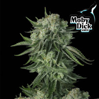 FastBuds Original Auto Moby Dick (3 Samen)