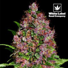 Feminisierte Cannabis-Samen von White Label Purple Bud | SmokeShop.sk