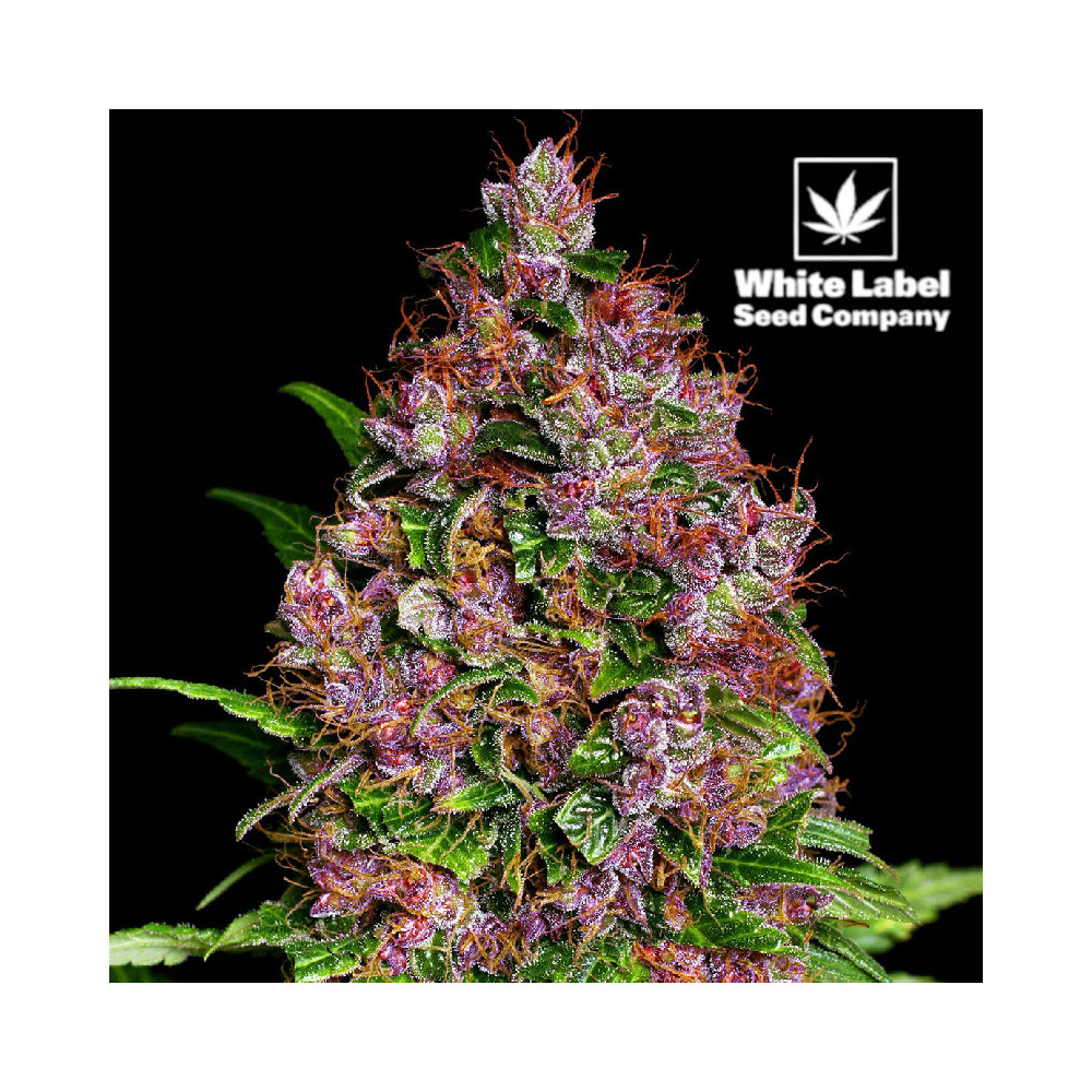 Feminisierte Cannabis-Samen von White Label Purple Bud | SmokeShop.sk