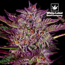 White Label - Purple Bud Auto, feminisiert (3 Samen)