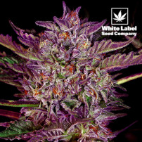 White Label - Purple Bud Auto, feminisiert (3 Samen)