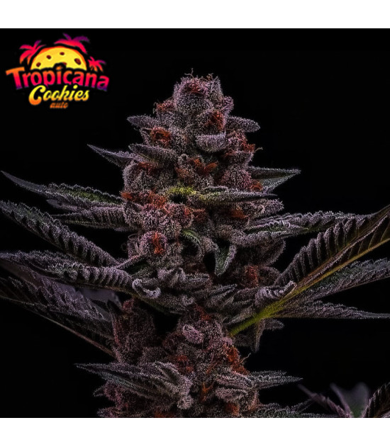 FastBuds Tropicana Cookies FF (3 Samen)