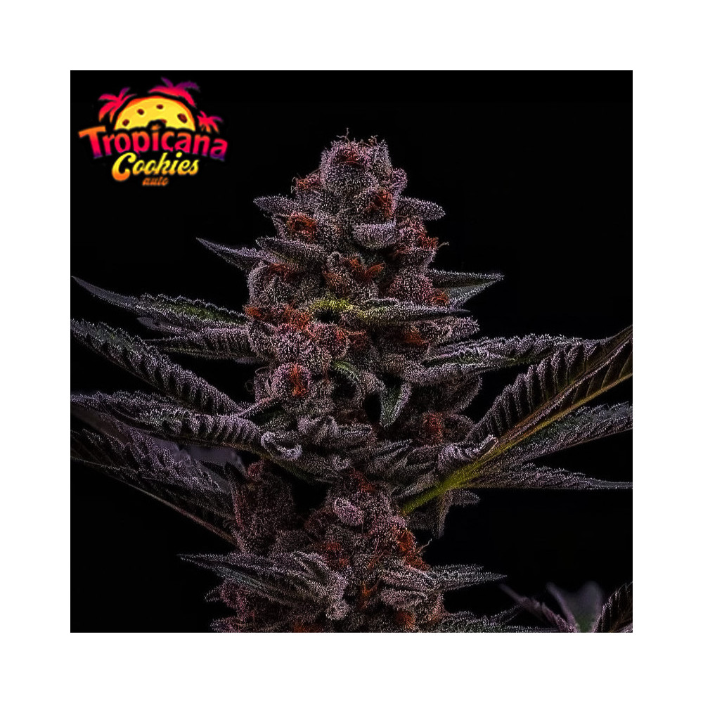 FastBuds Tropicana Cookies FF (3 Samen)