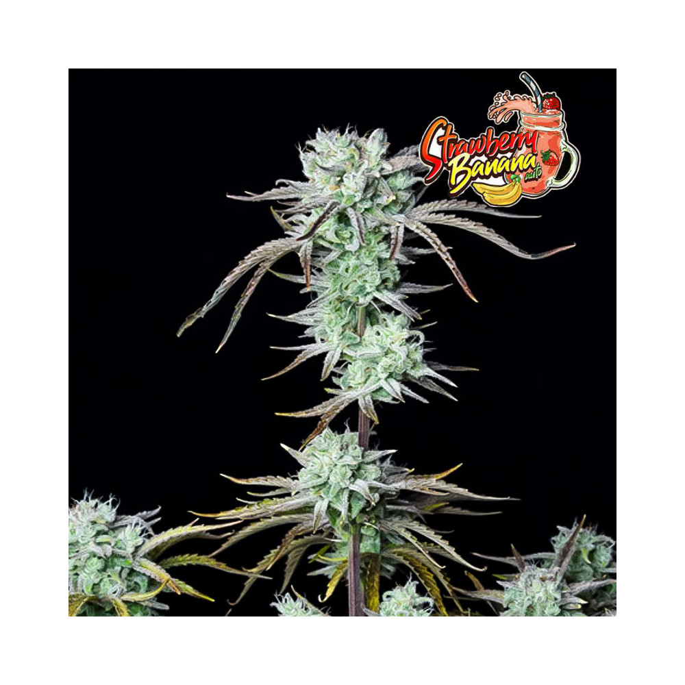 FastBuds Strawberry Banana Auto (3 Samen)