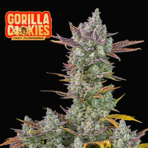 Fast Buds Gorilla Cookies FF (3 Samen)