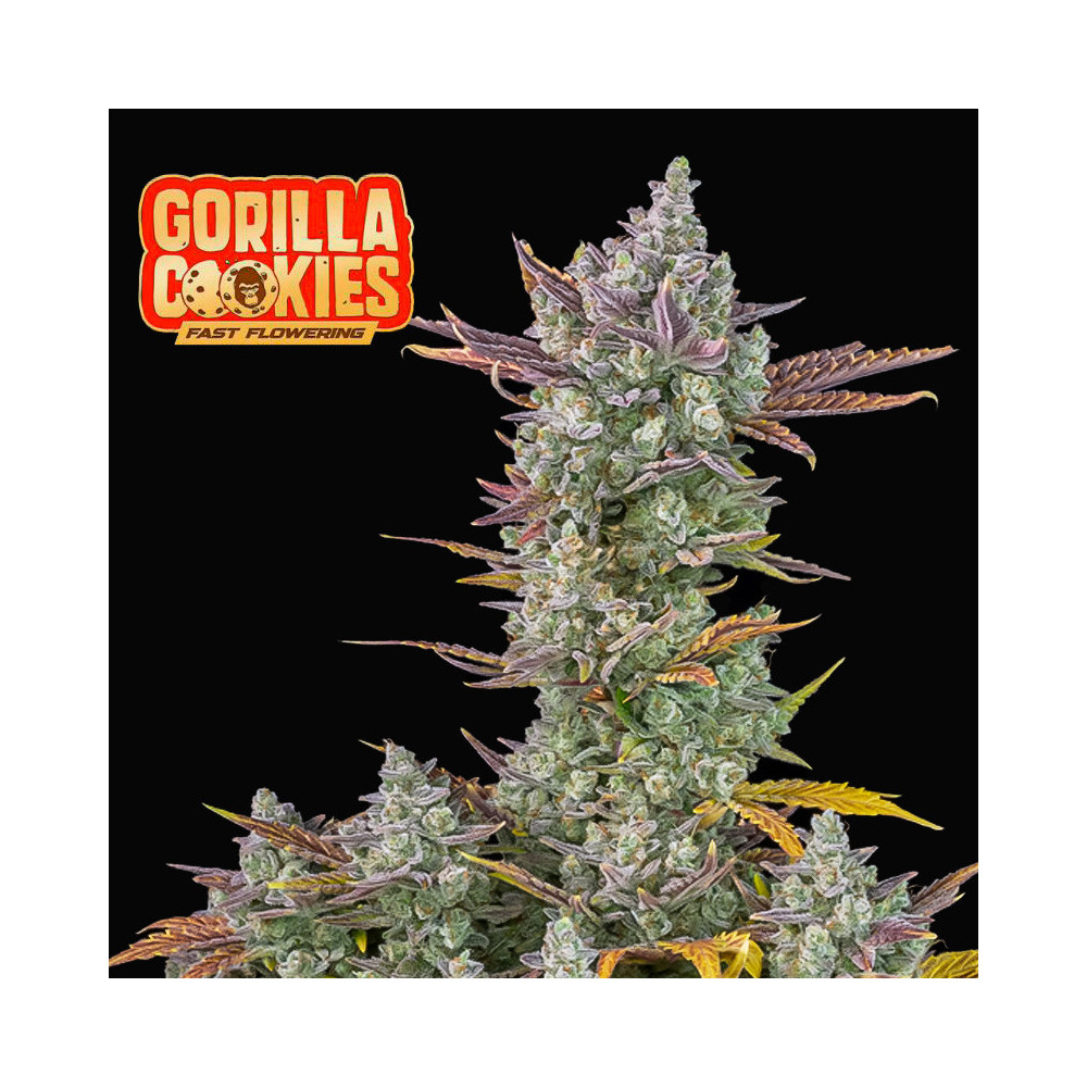 Fast Buds Gorilla Cookies FF (3 Samen)