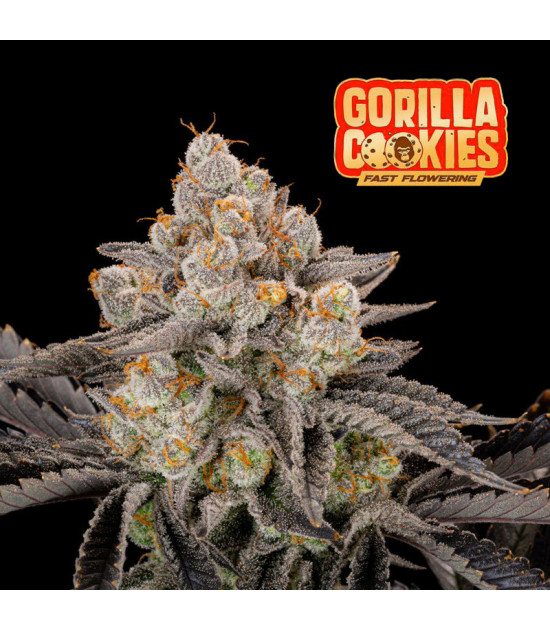 Fast Buds Gorilla Cookies (3 Samen) - Feminisiert