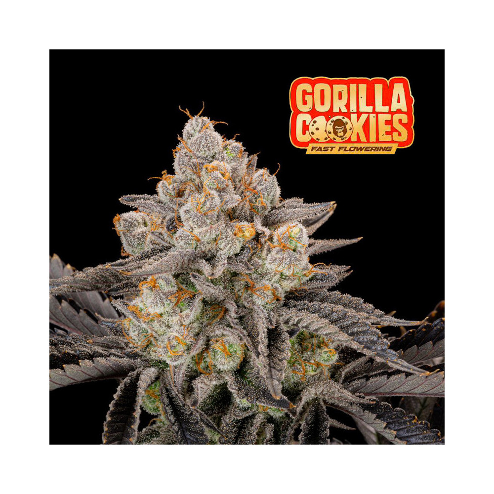 Fast Buds Gorilla Cookies (3 Samen) - Feminisiert