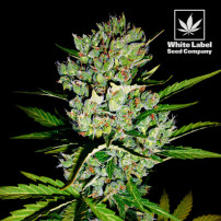 White Label - Skunk Nr. 1 automatische feminisierte Sorte (3 Samen)