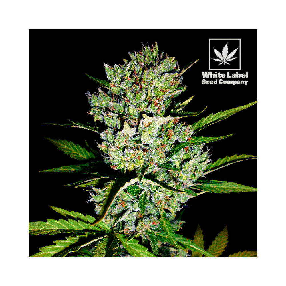 White Label - Skunk Nr. 1 automatische feminisierte Sorte (3 Samen)