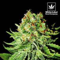 White Label - Northert Light Automatic Feminisiert (3 Samen)