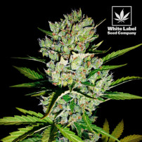 White Label - Super Skunk automatische feminisierte Samen (3 Samen)