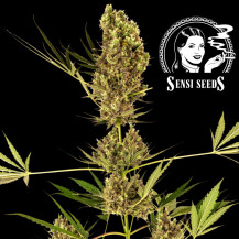 Sensi Seeds Alpine Delight CBD (3 Samen) - Selbstblühend
