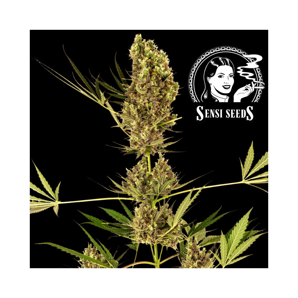 Sensi Seeds Alpine Delight CBD (3 Samen) - Selbstblühend
