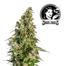 Sensi Seeds Afghani Nr. 1 (5 Samen) - Automatisch