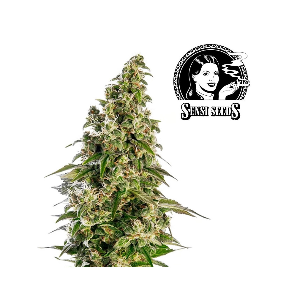 Sensi Seeds Afghani Nr. 1 (5 Samen) - Automatisch
