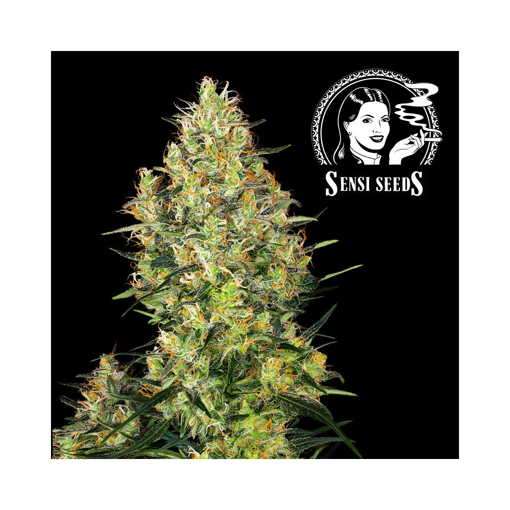 Sensi Seeds Shiva Skunk (5 Samen) - Selbstblühend