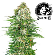 Sensi Seeds Early Skunk (3 Samen) - Selbstblühend