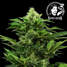 Sensi Seeds Afghan Pearl CBD Fem. (3 Samen) - Selbstblühend