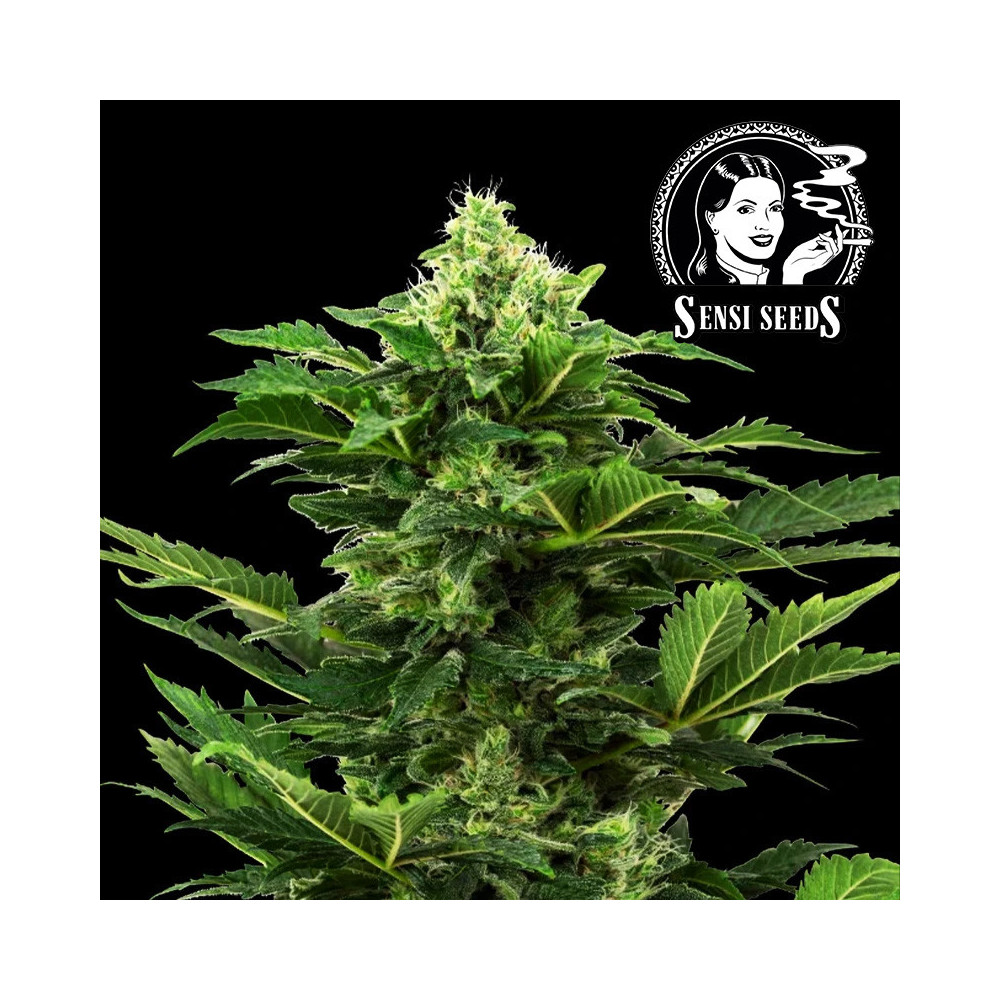 Sensi Seeds Afghan Pearl CBD Fem. (3 Samen) - Selbstblühend