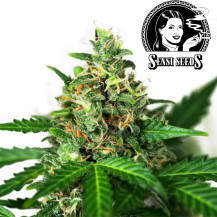 Sensi Seeds Sensi Amnesia - Automatische