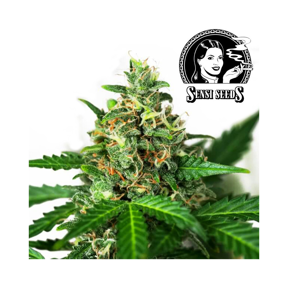 Sensi Seeds Sensi Amnesia - Automatische