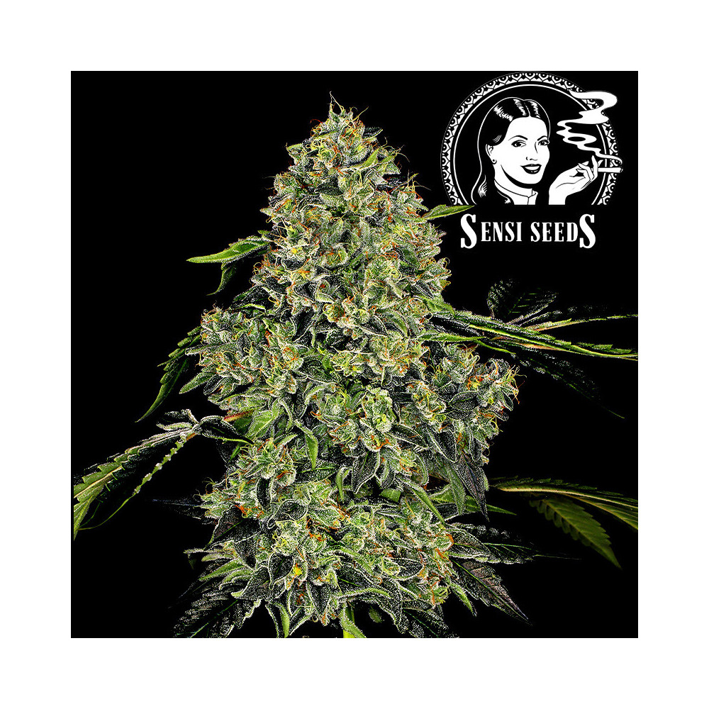 White Label OG Kush (3 Samen) - Selbstdurchlauf
