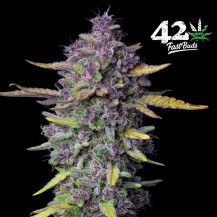 Purple Punch Automatic (3 Samen) - Fast Buds Cannabis-Samen - lila Marihuana-Blüten / -Kegel