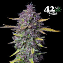 Purple Punch Automatic (3 Samen) - Fast Buds Cannabis-Samen - lila Marihuana-Blüten / -Kegel