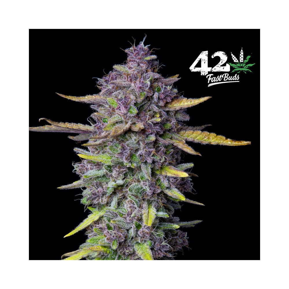 Purple Punch Automatic (3 Samen) - Fast Buds Cannabis-Samen - lila Marihuana-Blüten / -Kegel