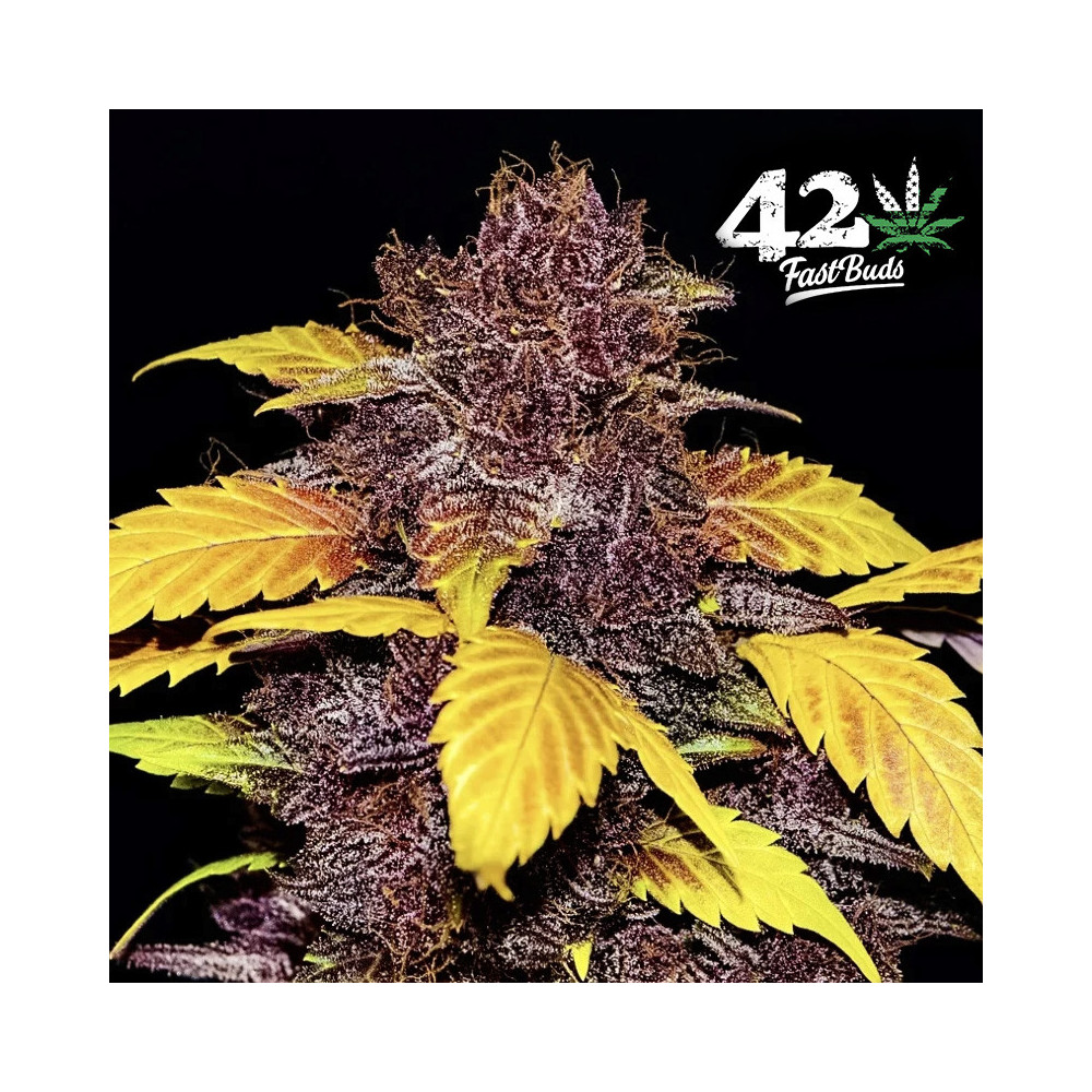 Purple Lemonade Automatic (3 Samen) - Fast Buds Cannabis-Samen - gelb-violette Blütenkegel / Blütendetails