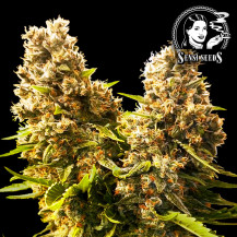 Sensi Seeds Banana Kush Cake (3 Samen) - Automatischer