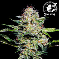 Sensi Seeds Sensi Skunk (3 Samen) - Selbstblühend