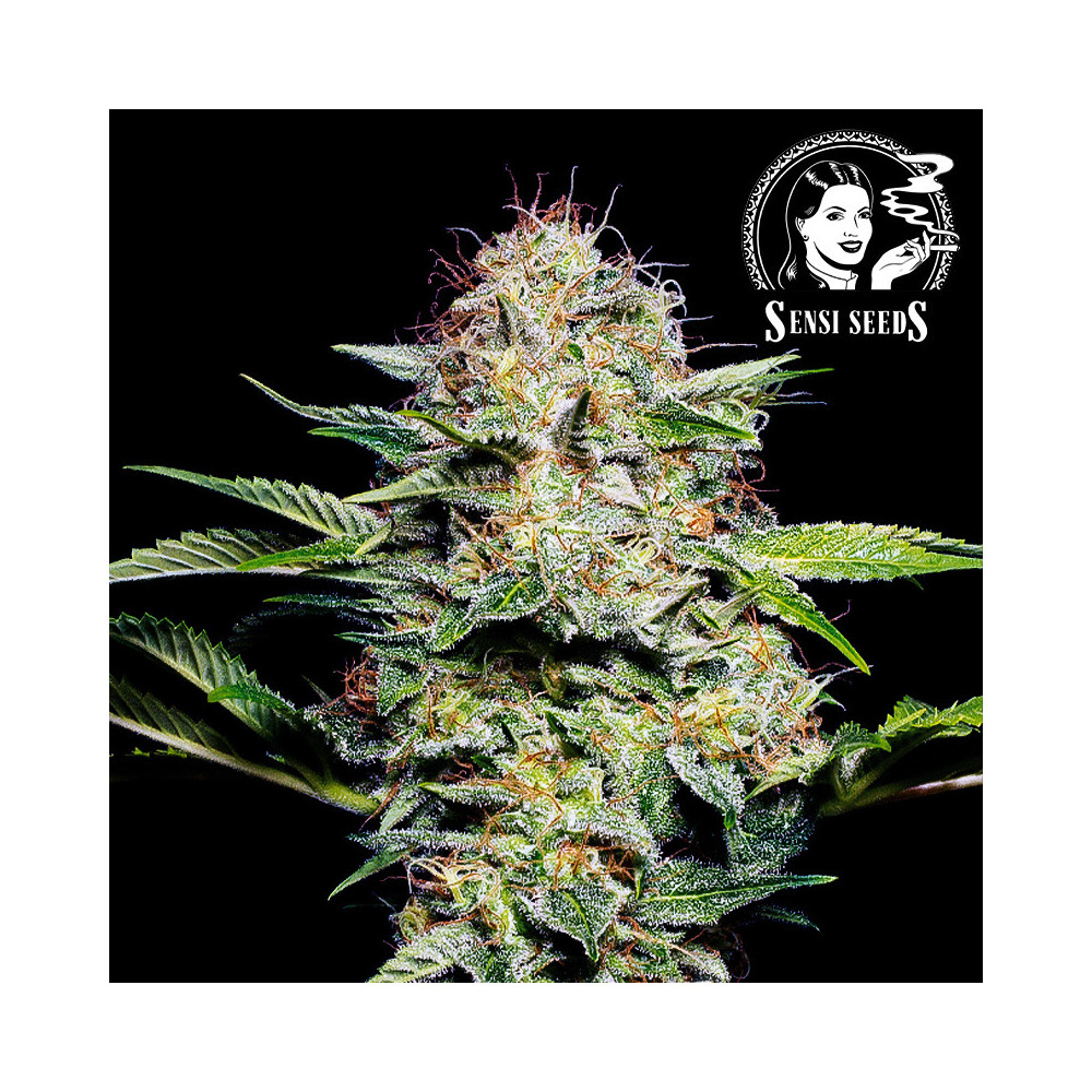 Sensi Seeds Sensi Skunk (3 Samen) - Selbstblühend