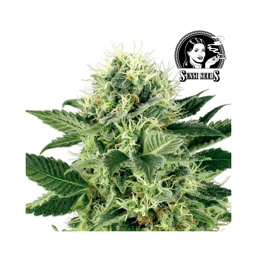 Sensi Seeds Northern Lights (5 Samen) - Selbstblühend