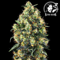 Super Skunk Automatisierte Marihuana-Samen von Sensi Seeds - Blüten/Kegel