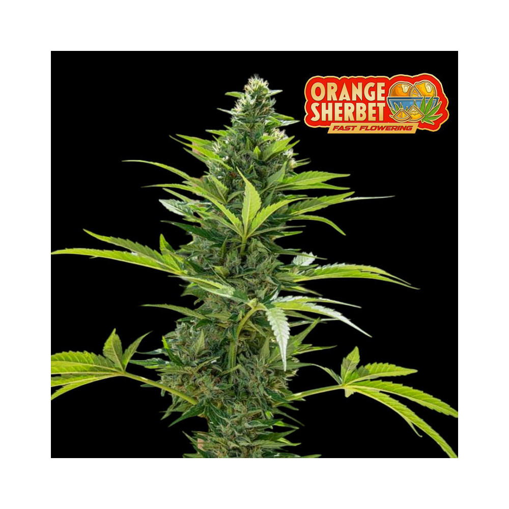 Fast Buds Orange Sherbet FF (3 Samen) - Feminisiert